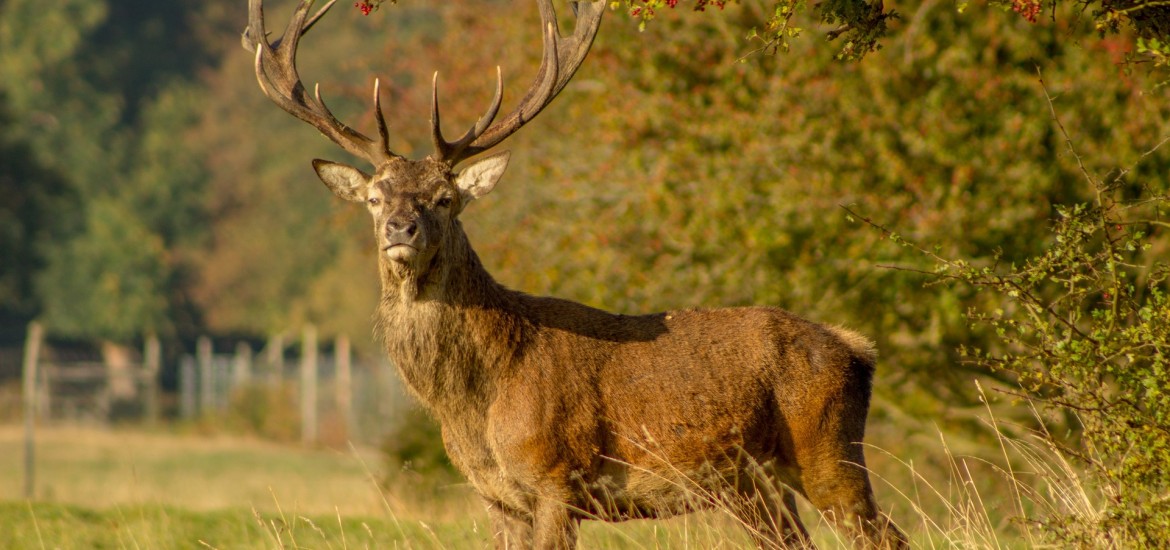 Mit neuem Jagdgesetz Wildschadens-Problem in den Griff bekommen