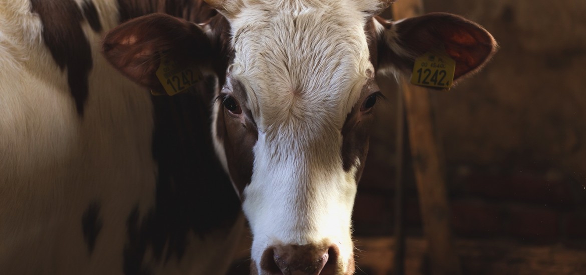 Urteil zu Kuh-Attacke gefährdet Landwirtschaft und Tourismus