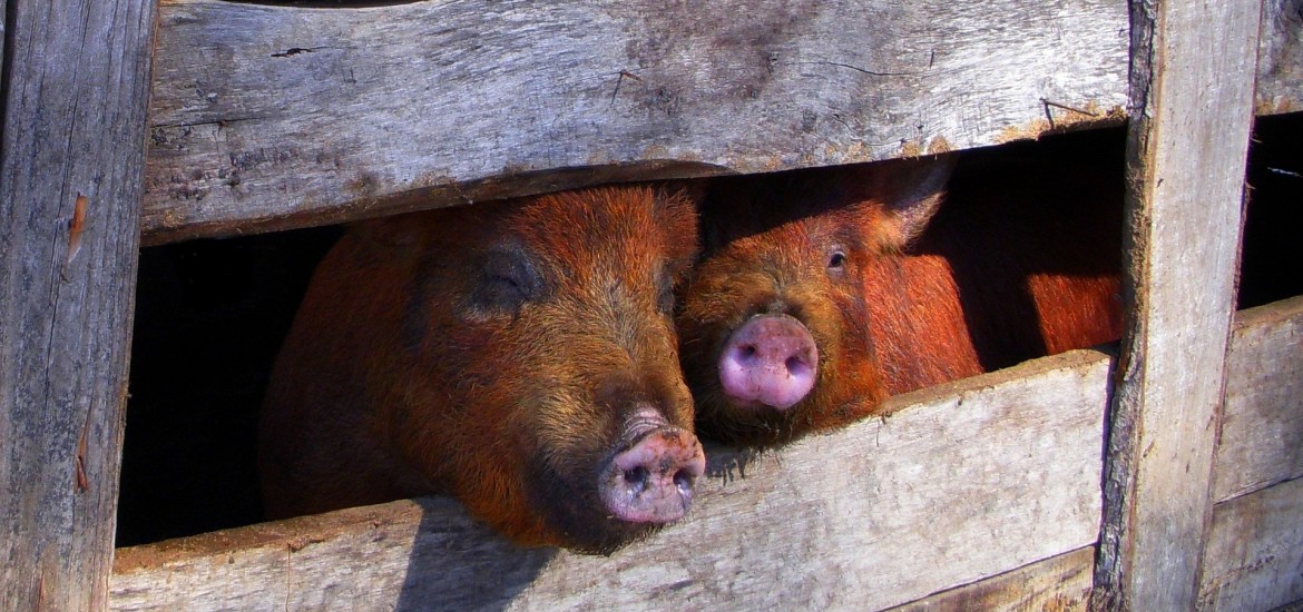 Auslands-Tiertransporte bei Rekordhitze verstärken Tierleid