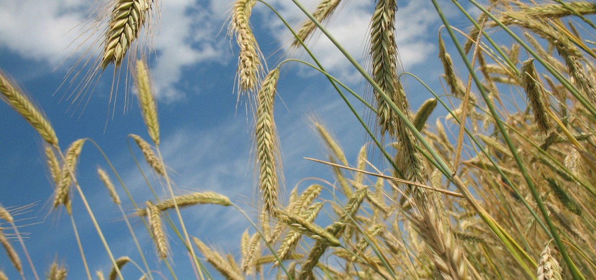 Rasche Hilfe für Kärntner Landwirte